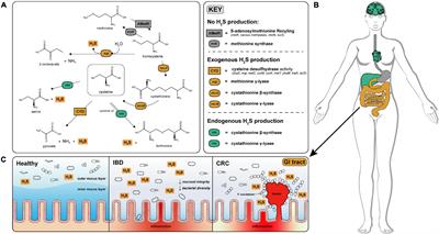 The Capacity to Produce Hydrogen Sulfide (H2S) via Cysteine Degradation Is Ubiquitous in the Human Gut Microbiome